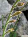 Anchusa italica (Italian Bugloss) - CLICK TO ENLARGE PHOTO