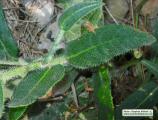 Anchusa italica (Italian Bugloss) - CLICK TO ENLARGE PHOTO