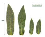 Anchusa italica (Italian Bugloss) - CLICK TO ENLARGE PHOTO