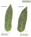 Anchusa italica (Italian Bugloss) - CLICK TO ENLARGE PHOTO
