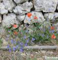 Anchusa italica (Italian Bugloss) - CLICK TO ENLARGE PHOTO