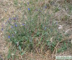 Anchusa italica (Italian Bugloss) - CLICK TO ENLARGE PHOTO