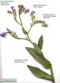 Anchusa italica (Italian Bugloss) - CLICK TO ENLARGE PHOTO