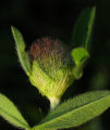 Trifolium pratense (Red Clover) - CLICK TO ENLARGE PHOTO