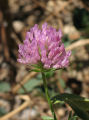 Trifolium pratense (Red Clover) - CLICK TO ENLARGE PHOTO