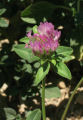 Trifolium pratense (Red Clover) - CLICK TO ENLARGE PHOTO