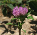 Trifolium pratense (Red Clover) - CLICK TO ENLARGE PHOTO