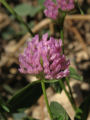Trifolium pratense (Red Clover) - CLICK TO ENLARGE PHOTO
