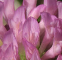 Trifolium pratense (Red Clover). Close-up of one flower