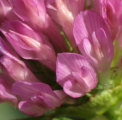 Trifolium pratense (Red Clover) - CLICK TO ENLARGE PHOTO
