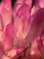 Trifolium pratense (Red Clover) - CLICK TO ENLARGE PHOTO