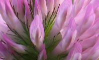 Trifolium pratense (Red Clover) - CLICK TO ENLARGE PHOTO