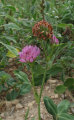 Trifolium pratense (Red Clover) - CLICK TO ENLARGE PHOTO