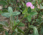 Trifolium pratense (Red Clover) - CLICK TO ENLARGE PHOTO
