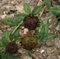Trifolium pratense (Red Clover) - CLICK TO ENLARGE PHOTO
