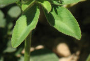 Trifolium pratense (Red Clover) - CLICK TO ENLARGE PHOTO