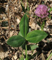 Trifolium pratense (Red Clover) - CLICK TO ENLARGE PHOTO