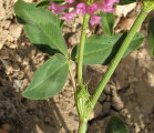 Trifolium pratense (Red Clover) - CLICK TO ENLARGE PHOTO
